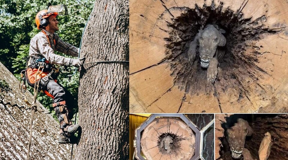 Арборист із м. Рівне показав як виглядає собака, що застряг у дереві 100 років тому (ФОТО)
