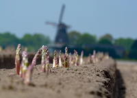 Нішевий овоч в Україні продають по 700 гривень за кілограм. В Європі його називають «білим золотом»