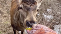 «Борис має апетит і підвівся на ноги»: блогерка із Зарічного провідала травмованого оленя (ВІДЕО)