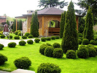 Цвинтарна рослина чи дерево життя? Чи можна садити тую біля дому