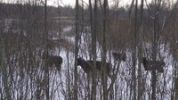 У Чорнобилі показали свійських тварин, які живуть там без людей