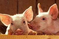 На Рівненщині знову виявили африканську чуму свиней