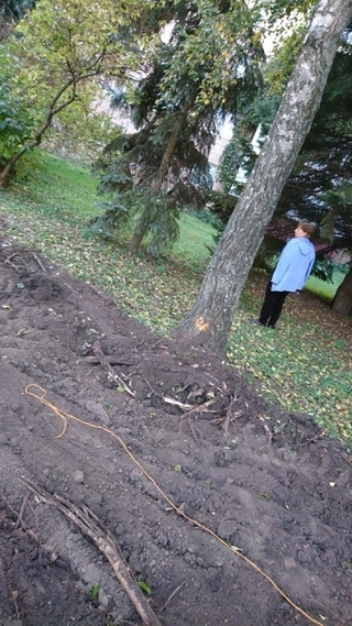 Так трактор пошкодив коріння дерев біля будинку на вулиці Міцкевича, 3