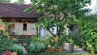 5 дерев біля дому, які можуть «висмоктати» всі сили з родини: народні прикмети
