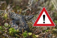 Яких видів змій варто боятися мешканцям Рівненщини? (ВІДЕО/ФОТО)
