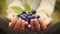 «Ягода вічного життя»: Вчені знайшли нову дивовижну користь винограду