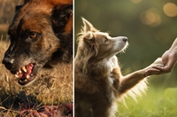 «Кров чи дружба»: що робити з нападами собак у Рівному (ФОТО) 