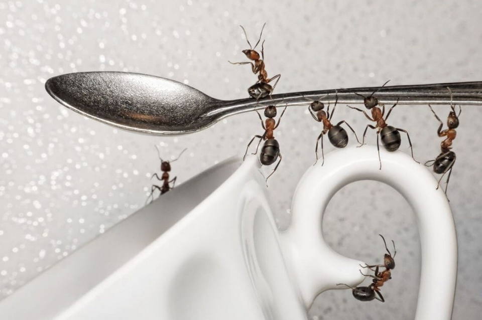 Що віщують мурахи?