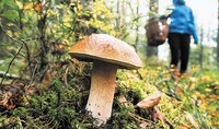 Старовинне закляття допоможе збирати гриби цілими відрами