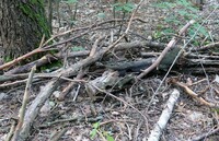 Чи можна збирати на дрова повалені дерева на узбіччі