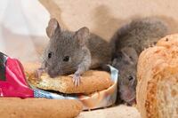 Про що попереджає поява мишей у домі: народні прикмети