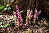 Магічна трава, яка допомагає шукати скарби: У парку на Рівненщині розцвіла диво-квітка