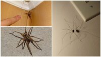 Як позбутися павуків вдома: Ви точно часто прибираєте, а вони знову лізуть