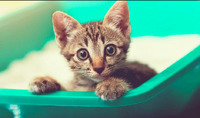 Як привчити кошеня до туалету: 4 поради, які обов'язково спрацюють