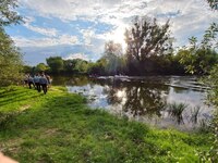 У річці Стир на Рівненщині втопився 12-річний хлопчик
