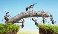Як вивести мурах на ділянці: найбільш дієві методи
