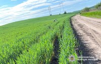 Агроном знайшов на полі на Рівненщині тіло 32-річного чоловіка (ФОТО)