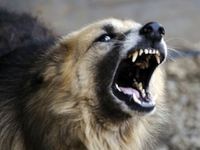 Безпритульні собаки напали на жінку на Рівненщині (ФОТО)