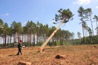 «Це – цинічно»: лісівники Рівненщини б’ють на сполох через нову реформу