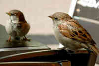 Горобець залетів у дім: що віщує прикмета