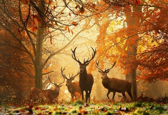 Благородні олені в осінньому лісі. Фото ілюстративне