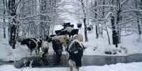 Поводяться як буйволи: Недалеко від Чорнобиля помітили здичавіле стадо корів