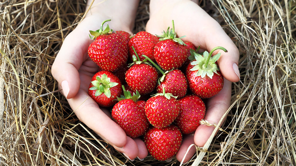 Полуниця. Фото ілюстративне