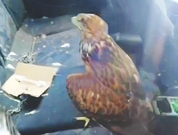 Власники соколів зачинили пташок у машині. Один помер (ВІДЕО) 
