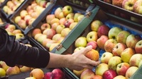 Садівники у розпачі: в Україні через низькі ціни на яблука гине добірний врожай
