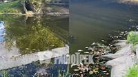 На проспекті Миру в Рівному зафіксували масовий мор риби: причини з’ясовуватимуть (ФОТО)