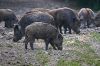 Домашні свині перерили кладовище: власник вирішив зекономити на їх годуванні (ВІДЕО)