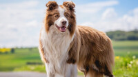 Ветеринари назвали породу собак, яка не підійде домосіду