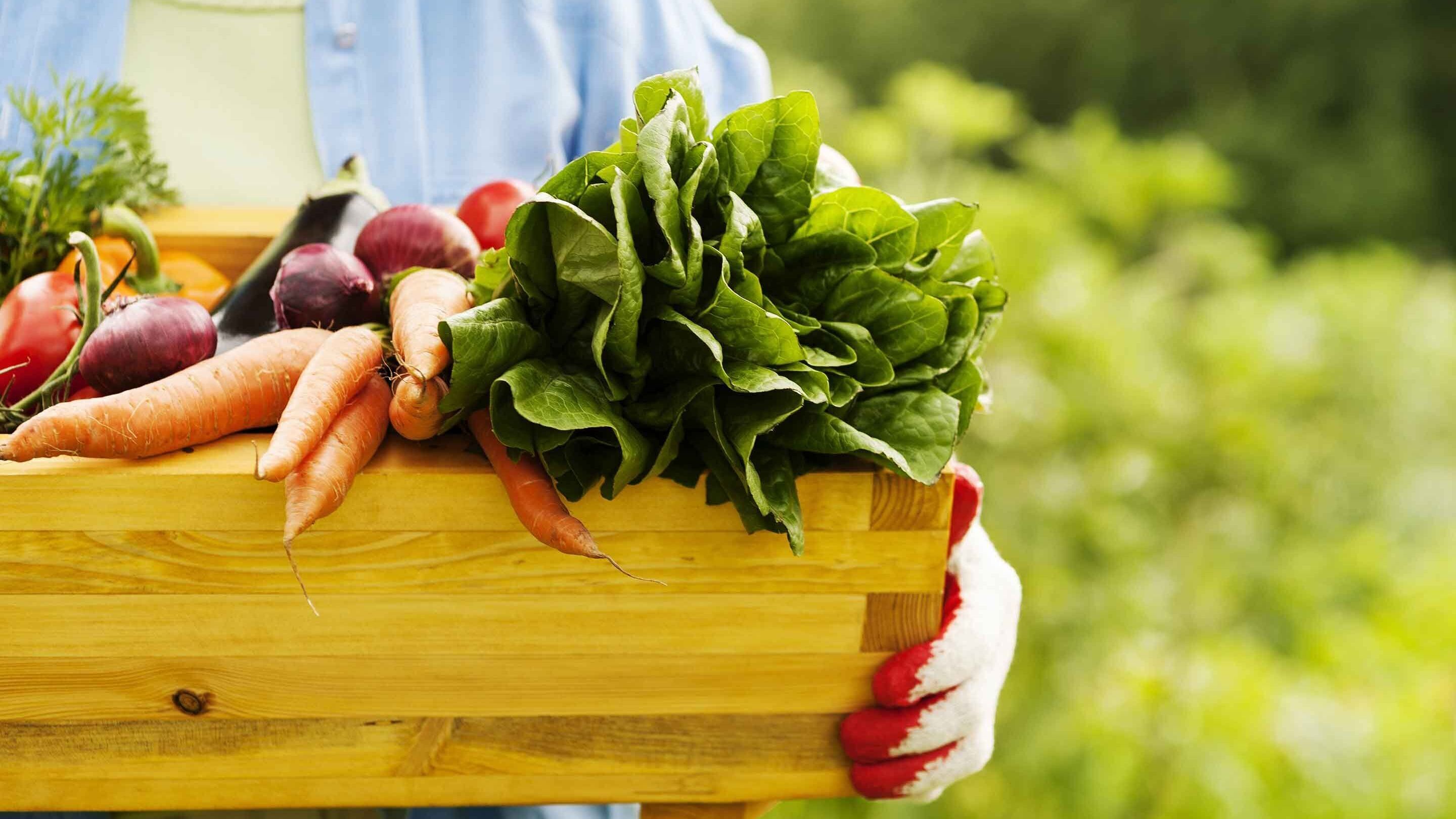 Ground vegetables. Fruits and Vegetables. Pick Vegetables and Fruits. Garden with Fruits and Vegetables. Summer food.