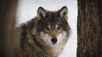 «Зміни суттєві»: тварин полічили у лісах Рівненщини та Волині