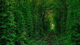 Тунель кохання у Клевані (фото ТСН)