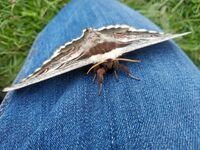 В Україні зникає найбільший метелик Європи (ФОТО)