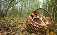 На Рівненщині знайшли рідкісний гриб. У Європі його вважають делікатесом (ФОТО)