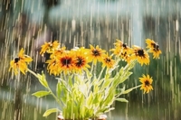 Хто 30 травня може викликати дощ: народні прикмети