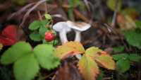 Чудо в листопаді: У лісі на Рівненщині знайшли суниці (ФОТО)