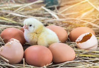 Через небезпечне захворювання Україна заборонила імпорт птиці та яєць з Польщі