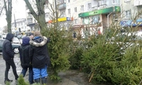 За скільки у Рівному продають живі новорічні дерева (ФОТО)