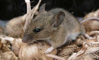 Домашня «труйка» від мишей – без хімії та зайвих ризиків для інших тварин
