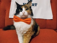 У Рівному кішка «заявила» про намір балотуватися на міського голову (ФОТО)