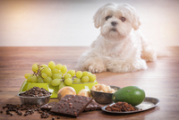 Смертельно небезпечні: Які продукти у жодному разі не можна давати собаці