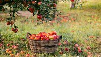 Опадають яблука в липні: садівники розповіли, як врятувати врожай