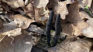 Фото - Tetyana Sorochynska (Kostyuk)