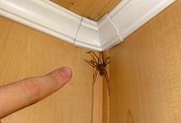 Що віщує поява павуків у домі: народні прикмети