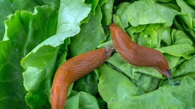 Ефективні способи захисту від паразитів