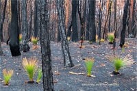 Диво природи: як відновлюються ліси після пожежі в Австралії