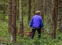 У лісі на Рівненщині загубилася жінка